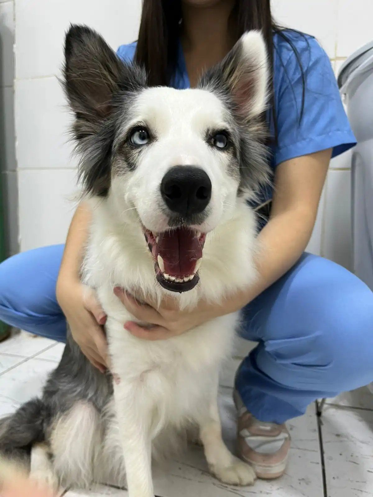 Banho e Tosa - Petland Mexicão
